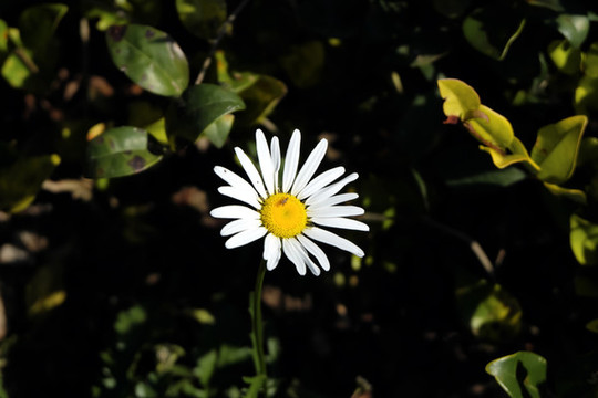 大濱菊
