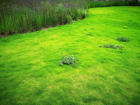 綠草地