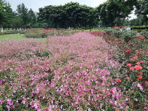 城市花園