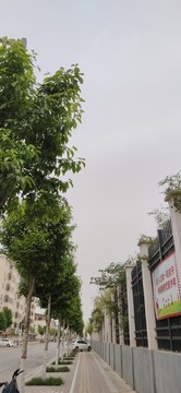街道綠化樹(shù)木