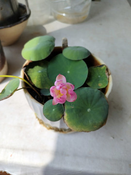 碗蓮