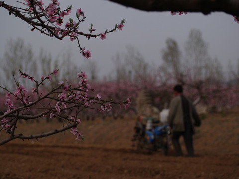 桃花林中農(nóng)民耕地