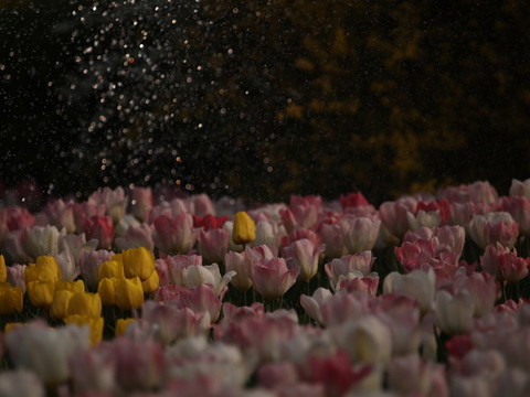 郁金香花海