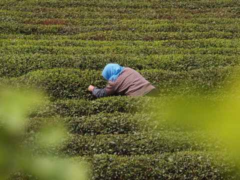 茶園采茶原生態(tài)非擺拍