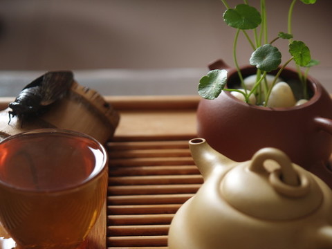 紫砂壺水培金錢(qián)草