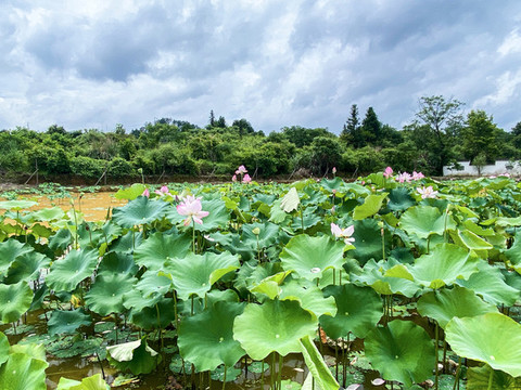 蓮花池荷塘