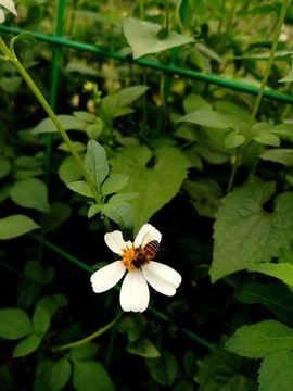 鬼針草蜜蜂