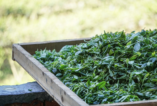 茶葉茶心