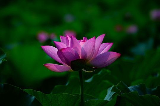 荷花高清圖