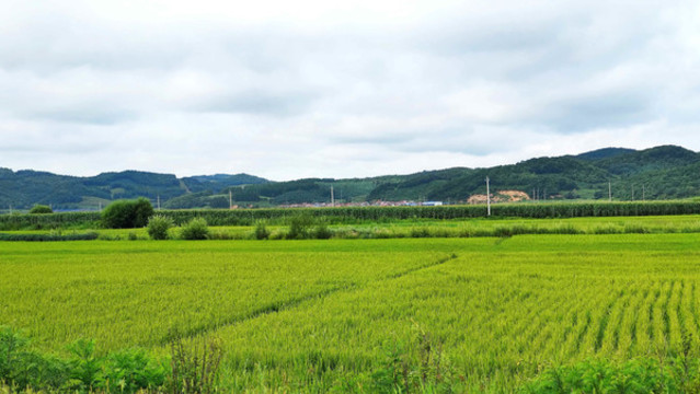稻田