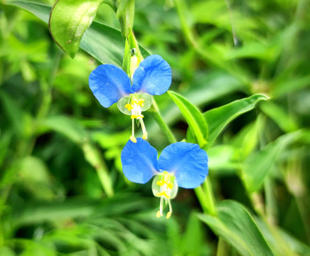 野花