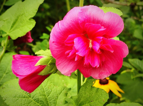 芍藥花