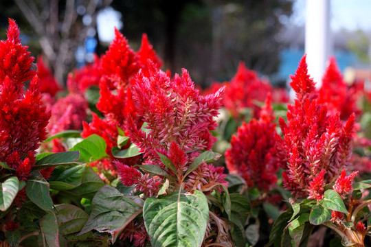 雞冠花