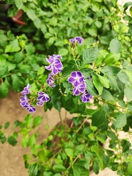 假連翹