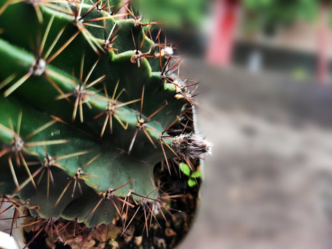 仙人掌花苞