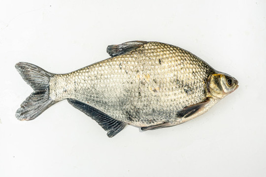 鳊魚