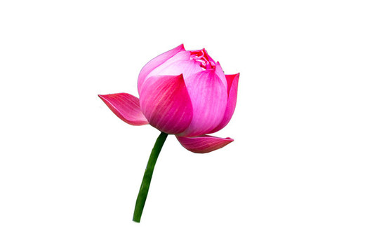 一朵荷花