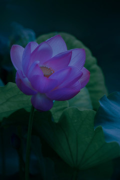 荷