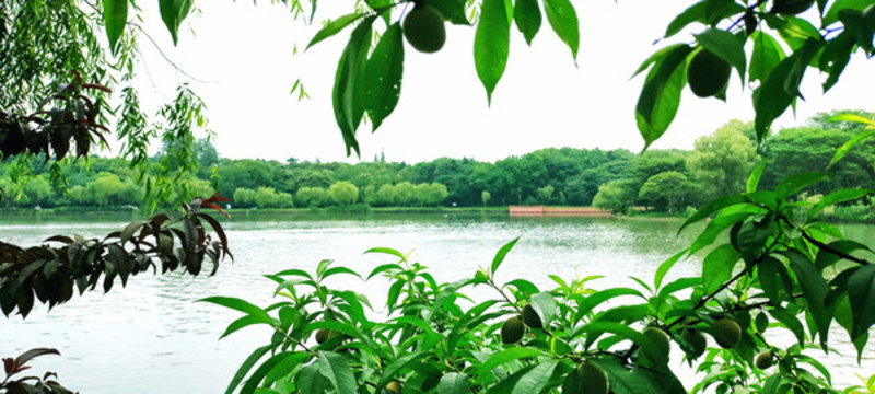 江邊桃樹(shù)