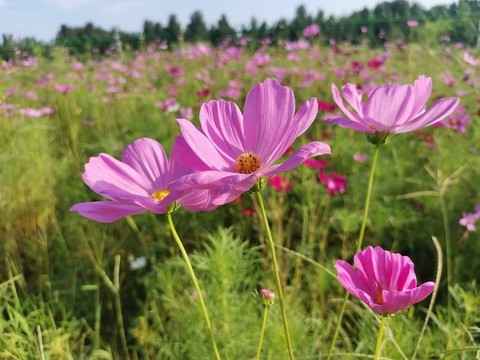 格桑花