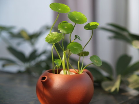 紫砂壺水培金錢草