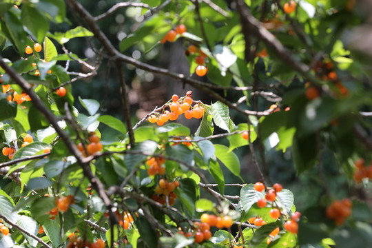 小櫻桃