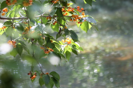 小櫻桃