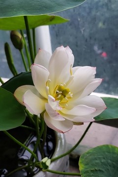 粉白碗蓮