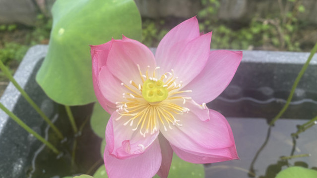 碗蓮
