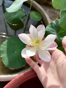 碗蓮