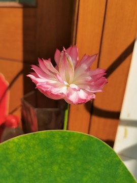碗蓮
