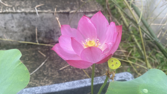 碗蓮