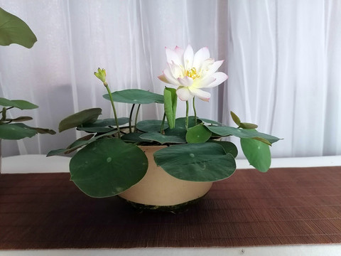 碗蓮