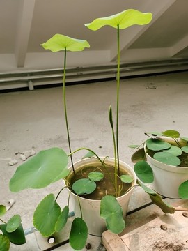 碗蓮
