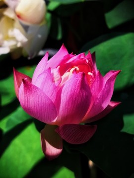 碗蓮