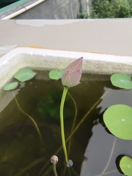 碗蓮花苞