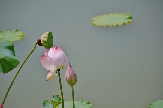 荷花和蓮蓬