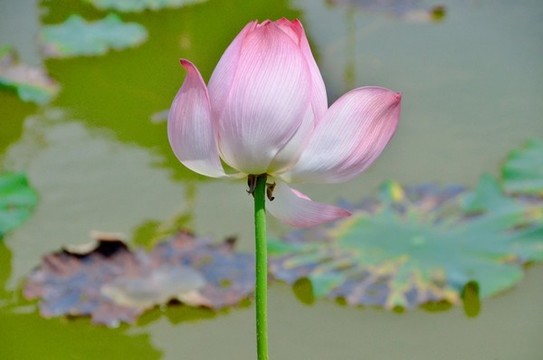 荷花特寫(xiě)