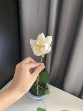 碗蓮
