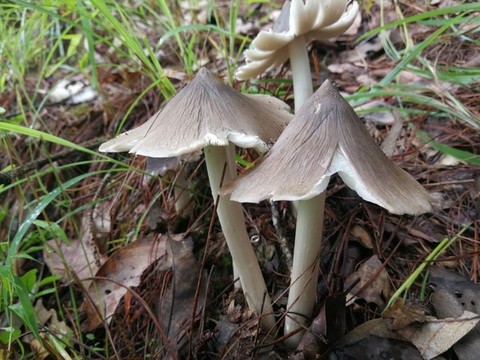 云南野生菌雞樅菌