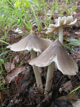 云南野生菌雞樅菌