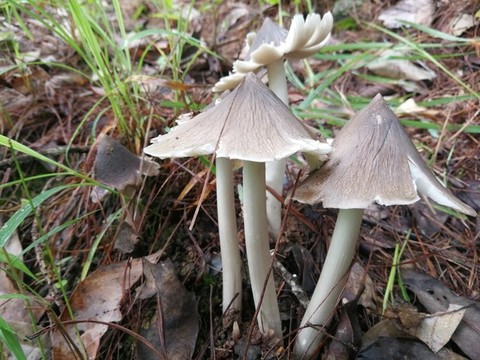 云南野生菌雞樅菌
