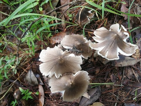 云南野生菌雞樅菌