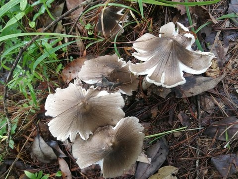 云南野生菌雞樅菌