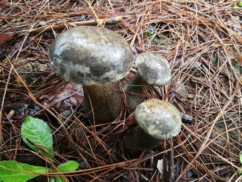 野生牛肝菌