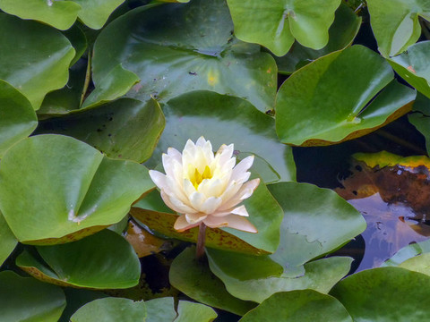 蓮花
