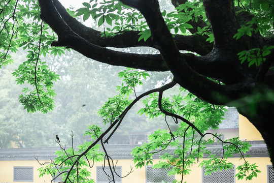 禪寺古樹