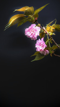 簡(jiǎn)潔唯美的櫻花