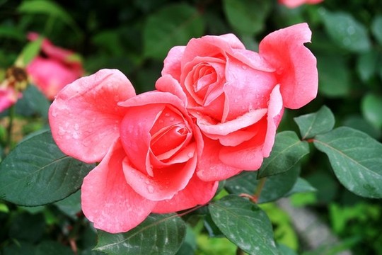 月季花