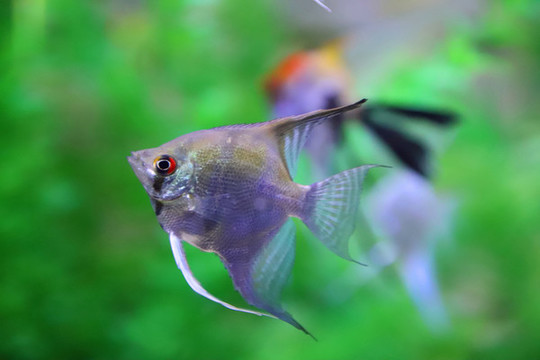 燕子魚